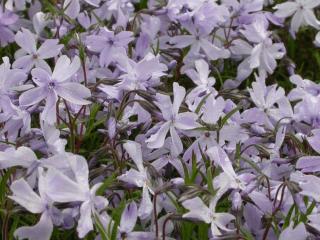 Phlox subulata 'G.F. Wilson'