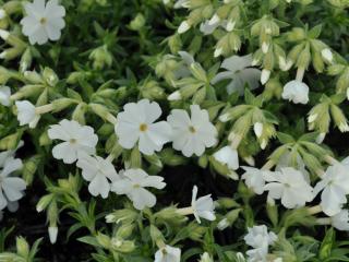 Phlox subulata 'Maischnee'