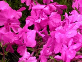 Phlox subulata 'Mac Daniel's Cushion'