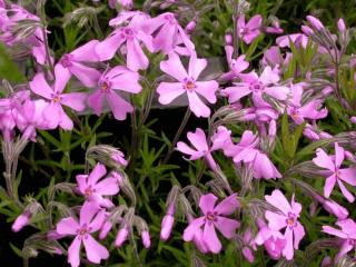 Phlox subulata 'Moerheimii'