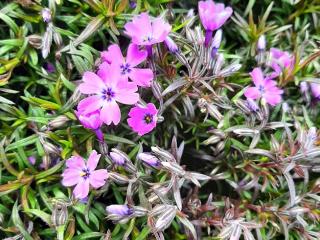 Phlox subulata 'Purple Beauty'