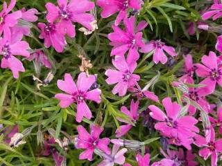 Phlox subulata 'Samson'