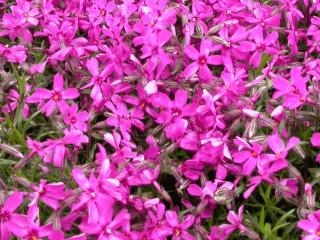 Phlox subulata 'Temiskaming'