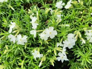 Phlox subulata 'White Delight'