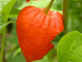 Physalis alkekengi var. franchetii