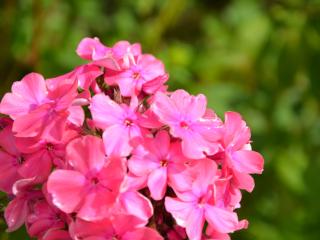 Phlox paniculata 'Tenor'
