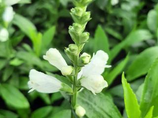 Physostegia virginiana 'Miss Manners'