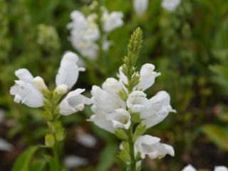 Physostegia virginiana 'Summer Snow'