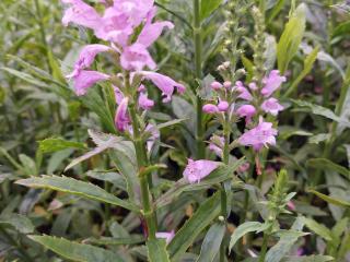 Physostegia virginiana 'Vivid'