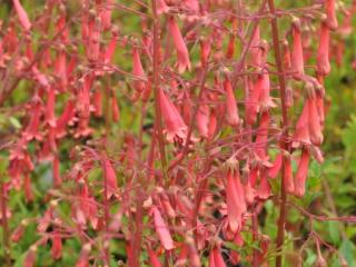 Phygelius rectus 'African Queen'