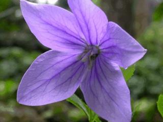 Platycodon grandiflorus 'Fuji Blue'