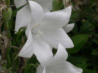 Platycodon grandiflorus 'Fuji White'