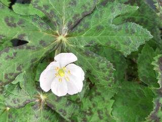 Podophyllum delavayi