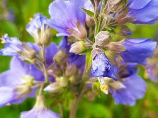 Polemonium caeruleum