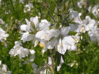 Polemonium caeruleum 'Album'