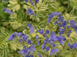 Polemonium caeruleum 'Brise d'Anjou'