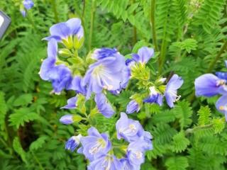 Polemonium caeruleum 'Northern Lights'