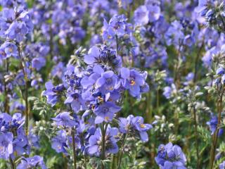 Polemonium yezoense 'Bressingham Purple' ®