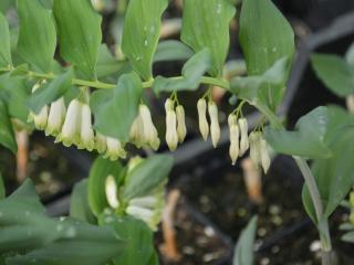 Polygonatum commutatum