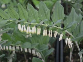 Polygonatum multiflorum