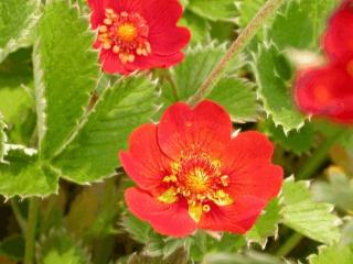 Potentilla atrosanguinea