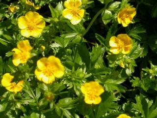 Potentilla aurea