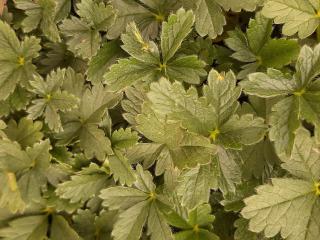 Potentilla crantzii