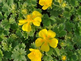 Potentilla fragiformis