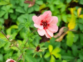 Potentilla hopwoodiana