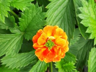 Potentilla hybride 'William Rollisson'