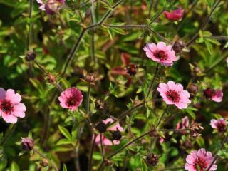 Potentilla nepalensis 'Miss Wilmott'