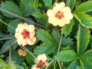 Potentilla tonguei