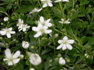 Potentilla tridentata 'Nuuk'