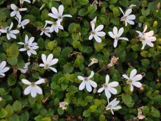 Pratia angulata 'Treadwellii'