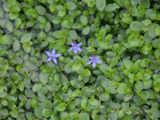 Pratia pedunculata 'County Park'