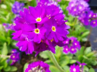 Primula denticulata 'Cashemiriana'