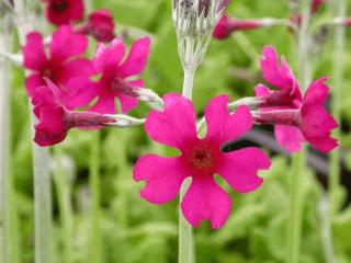 Primula beesiana