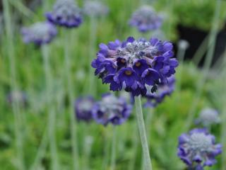 Primula capitata ssp. mooreana