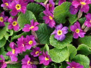 Primula hybride 'Wanda'