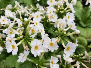 Primula japonica 'Alba'