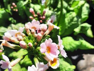 Primula japonica 'Apple Blossom'