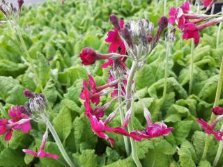 Primula japonica 'Carminea'