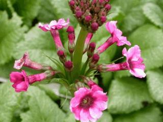 Primula japonica 'Millers Crimson'