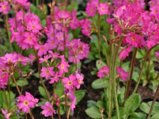 Primula rosea 'Grandiflora'