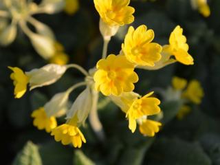 Primula veris