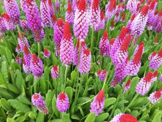 Primula vialii