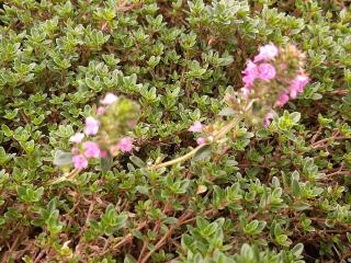 Prunella grandiflora 'Inshriach Ruby'