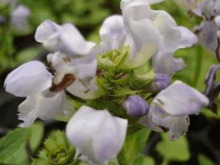 Prunella grandiflora 'Loveliness'