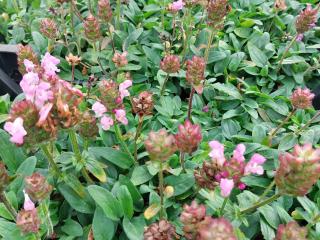 Prunella grandiflora 'Loveliness Pink'