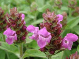 Prunella webbiana 'Rosea'